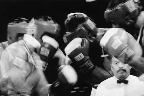boxer26 image