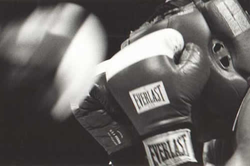 boxer28 image