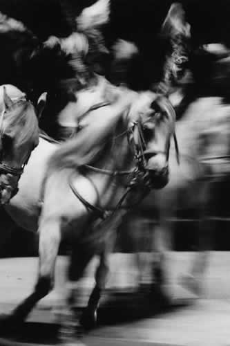 horse 4