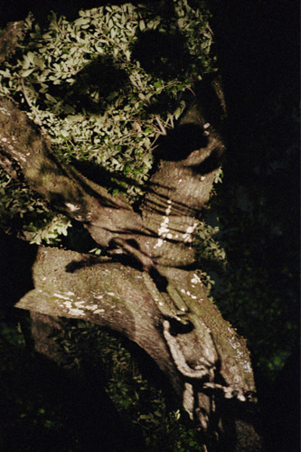 portrait series 1 image