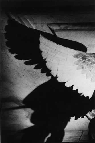 shadow39 image